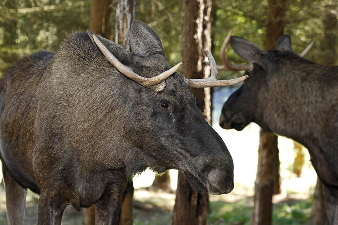 Elche im Erlebnispark Merkelbach bei Friedrichsbrunn im Harz