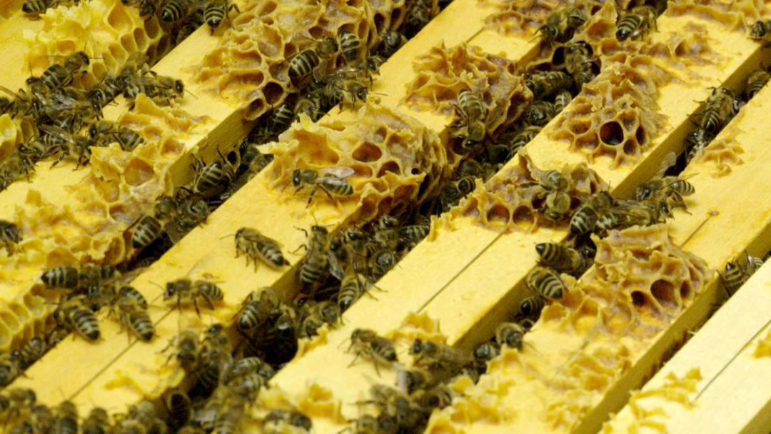 Nicht alle Bienen schließen sich dem Schwarm an: Einzelne können alleine neue Wege finden