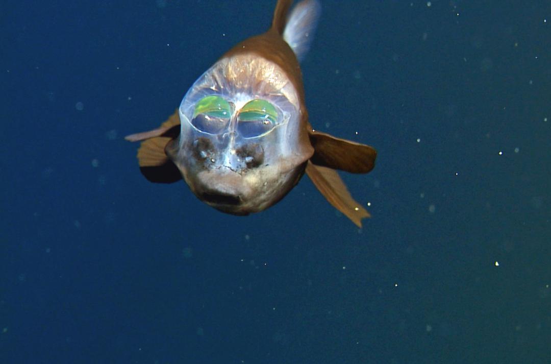 Der Barreleye Fish ist ein Tiefsee-Lebewesen